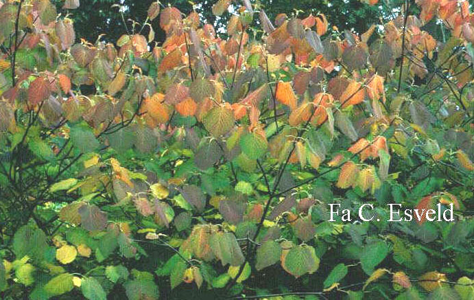 Viburnum lantanoides