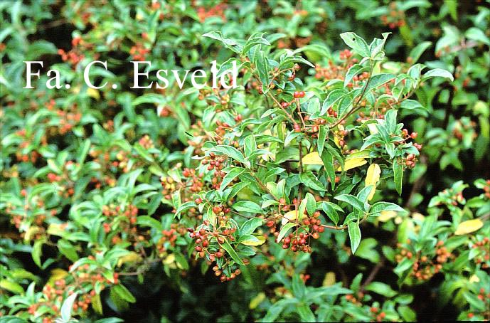 Viburnum luzonica var. oblongum