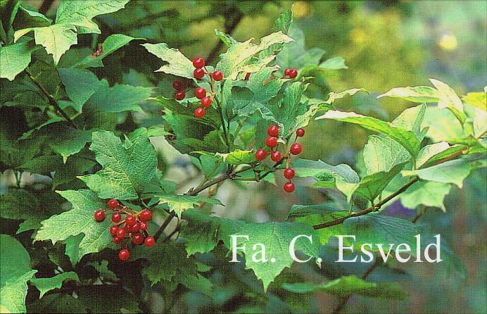 Viburnum opulus 'Aureum'