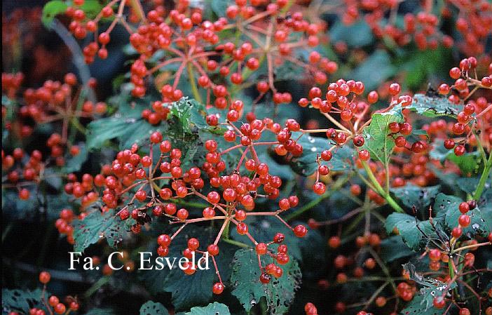 Viburnum opulus 'Compactum'