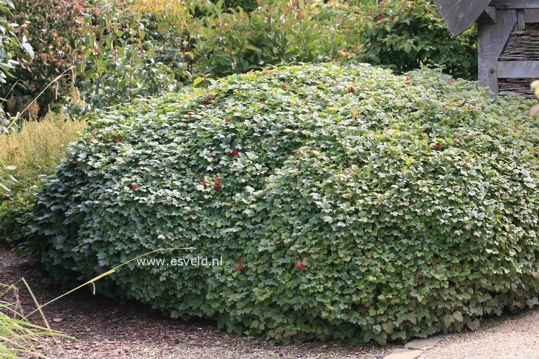 Viburnum opulus 'Nanum'
