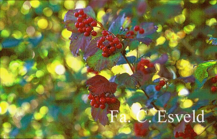 Viburnum opulus 'Notcutt's Variety'