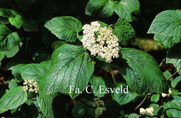 Viburnum orientale