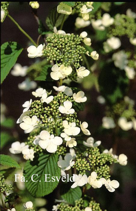 Viburnum plicatum 'Igloo'