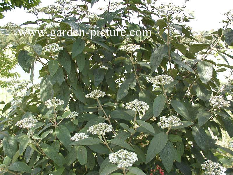 Viburnum rhytidophylloides 'Willowwood'