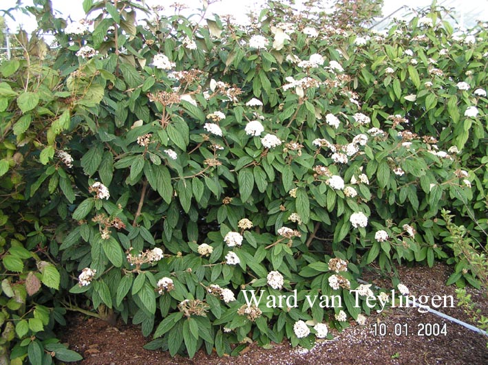 Viburnum rhytidophyllum 'Dart's Duke' (INTERDUKE)