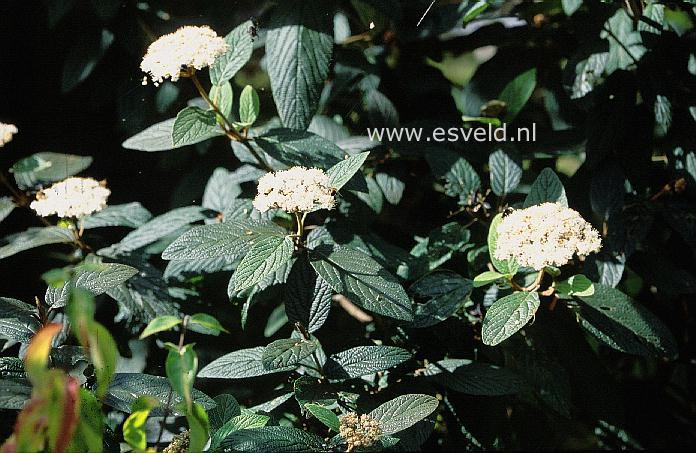 Viburnum rhytidophyllum 'Superb'