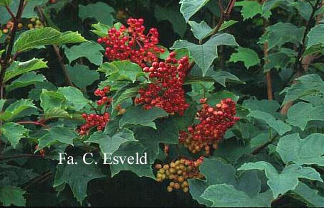 Viburnum sargentii