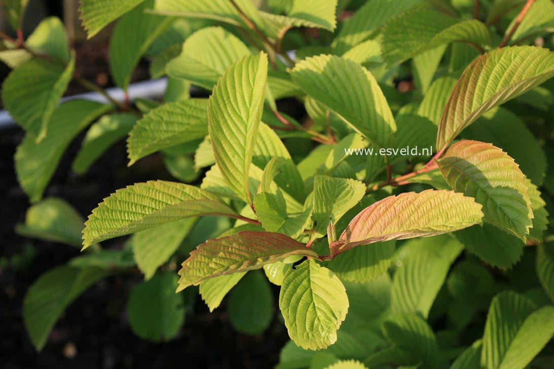 Viburnum sieboldii 'Caroline'