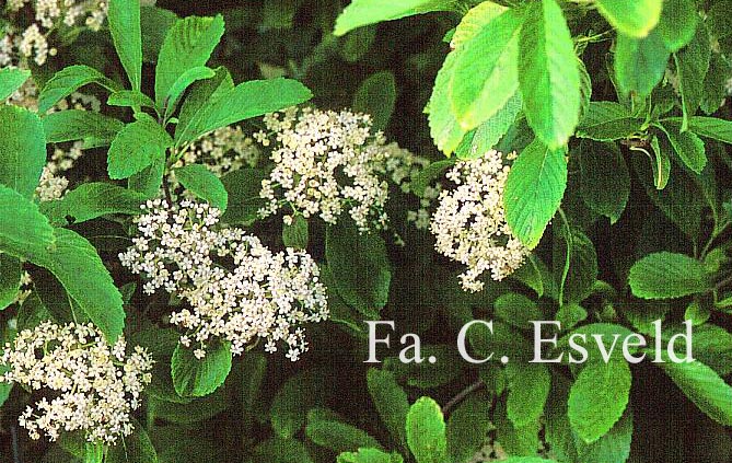 Viburnum sieboldii 'Reticulatum'