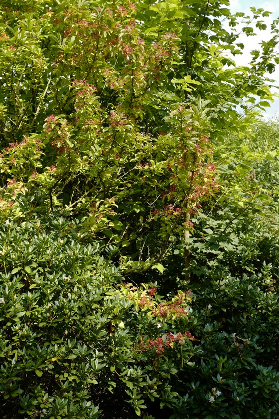 Viburnum sieboldii 'Seneca'