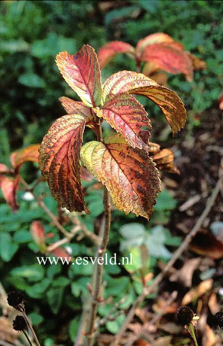 Viburnum sieboldii var. obovatifolia