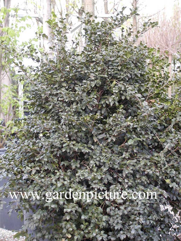 Viburnum tinus 'Macrophyllum'