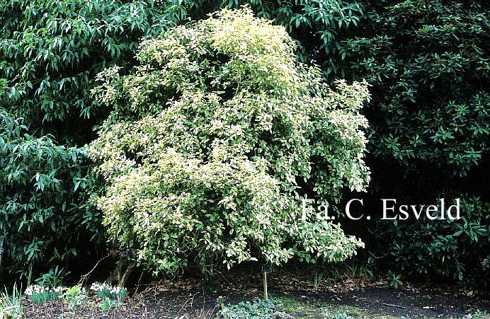 Viburnum tinus 'Variegatum'