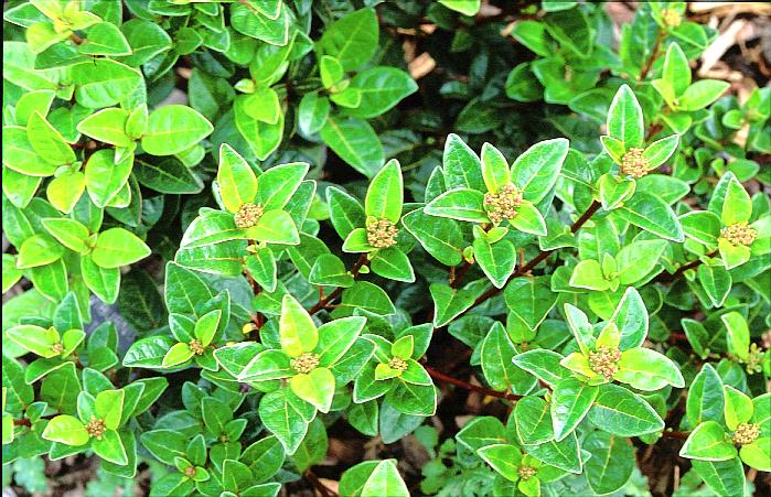 Viburnum tinus subcordatum