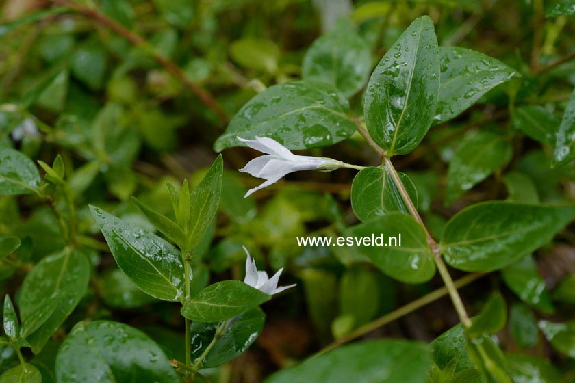 Vinca difformis