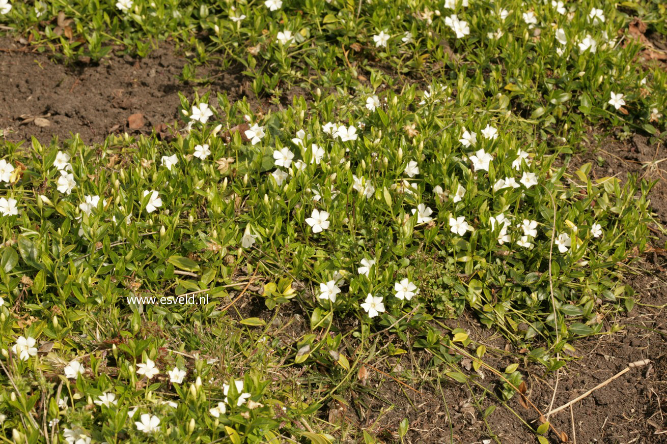Vinca minor 'Elisa'