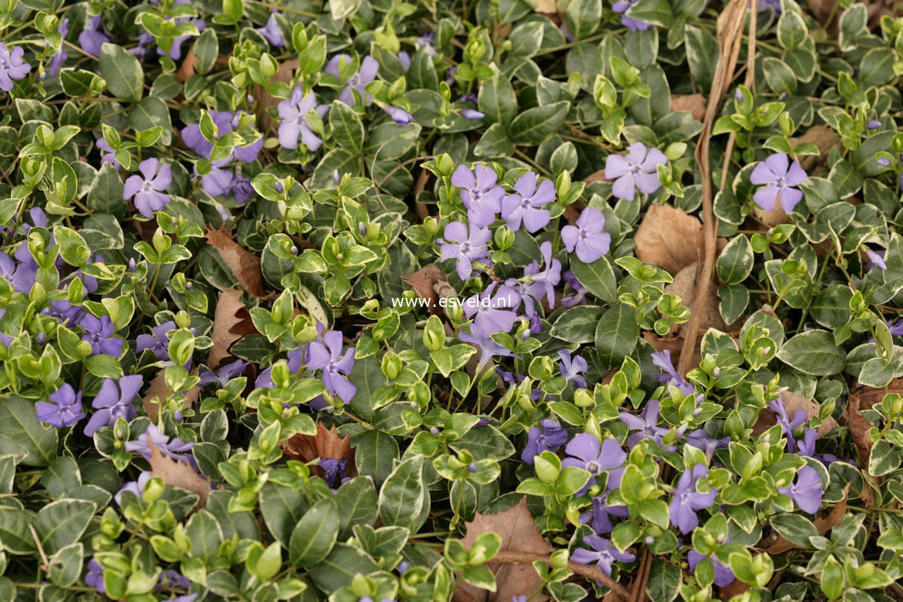 Vinca minor 'Ralph Shugert'