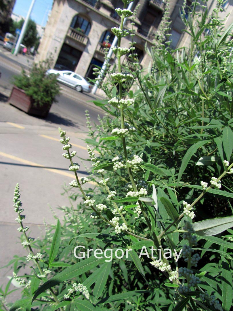 Vitex agnus-castus 'Albus'