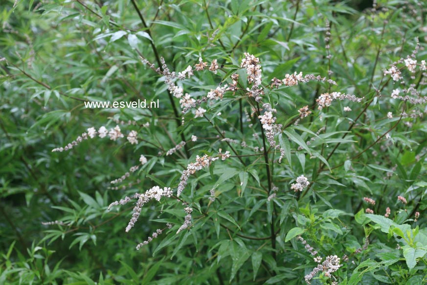 Vitex agnus-castus 'Silver Spire'