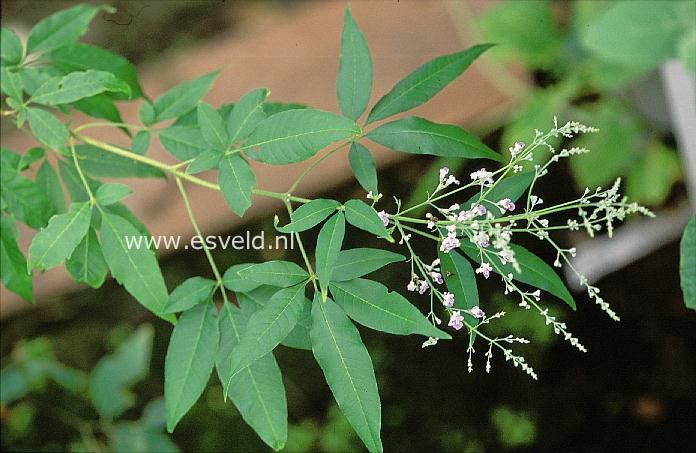 Vitex negundo 'Cannabifolia'