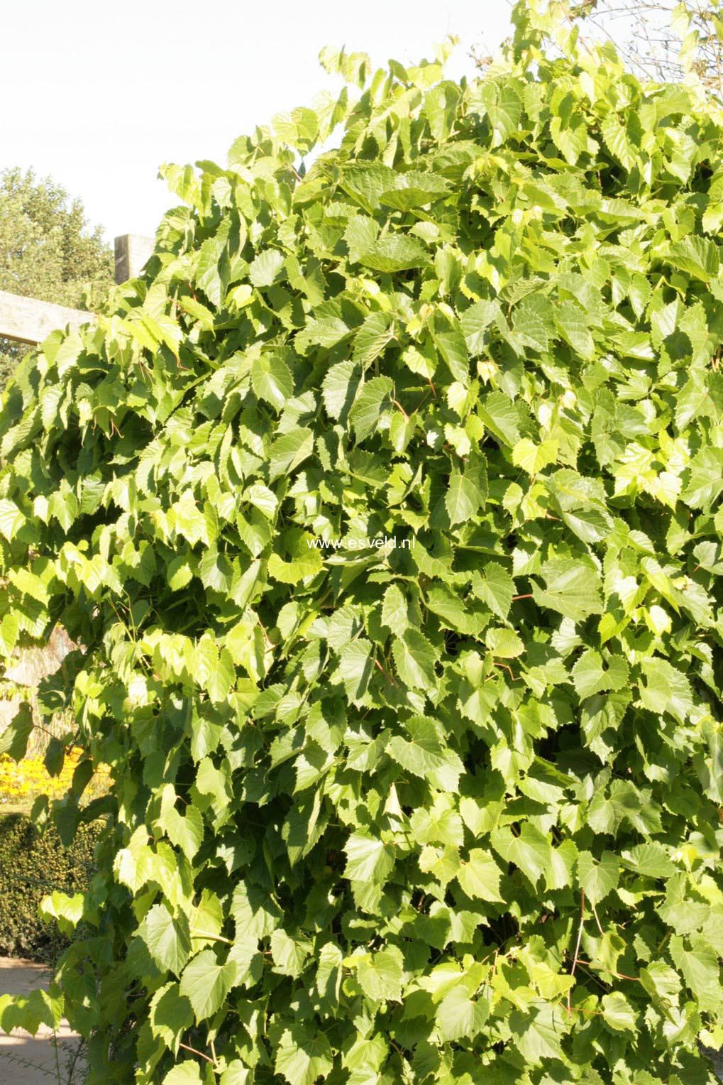 Vitis riparia