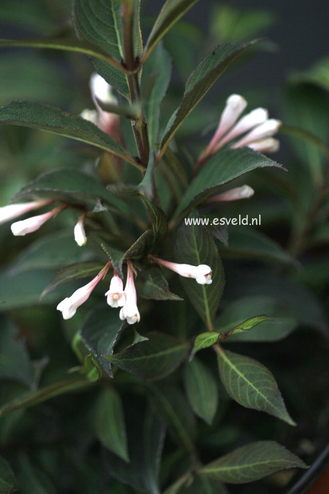 Weigela 'Courtacad1' (BLACK AND WHITE)