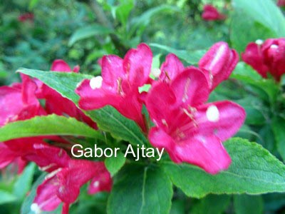 Weigela 'Newport Red'
