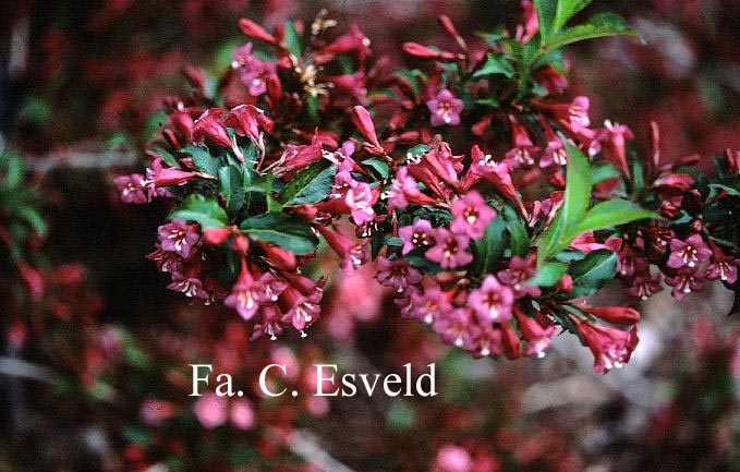 Weigela 'Rumba'