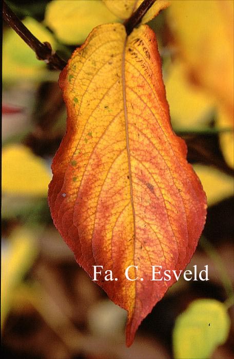 Weigela 'Verschaffelti'