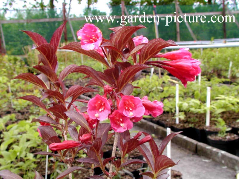 Weigela florida 'Alexandra' (WINE AND ROSES)
