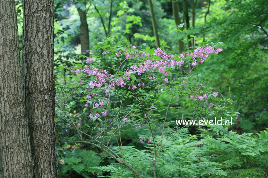Weigela florida 'Pink Princess'