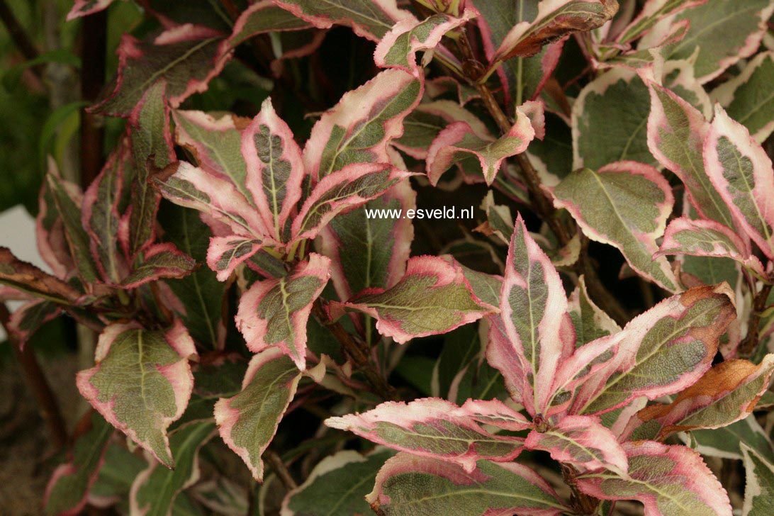 Weigela florida 'Verweig 8' (ALL SUMMER MONET