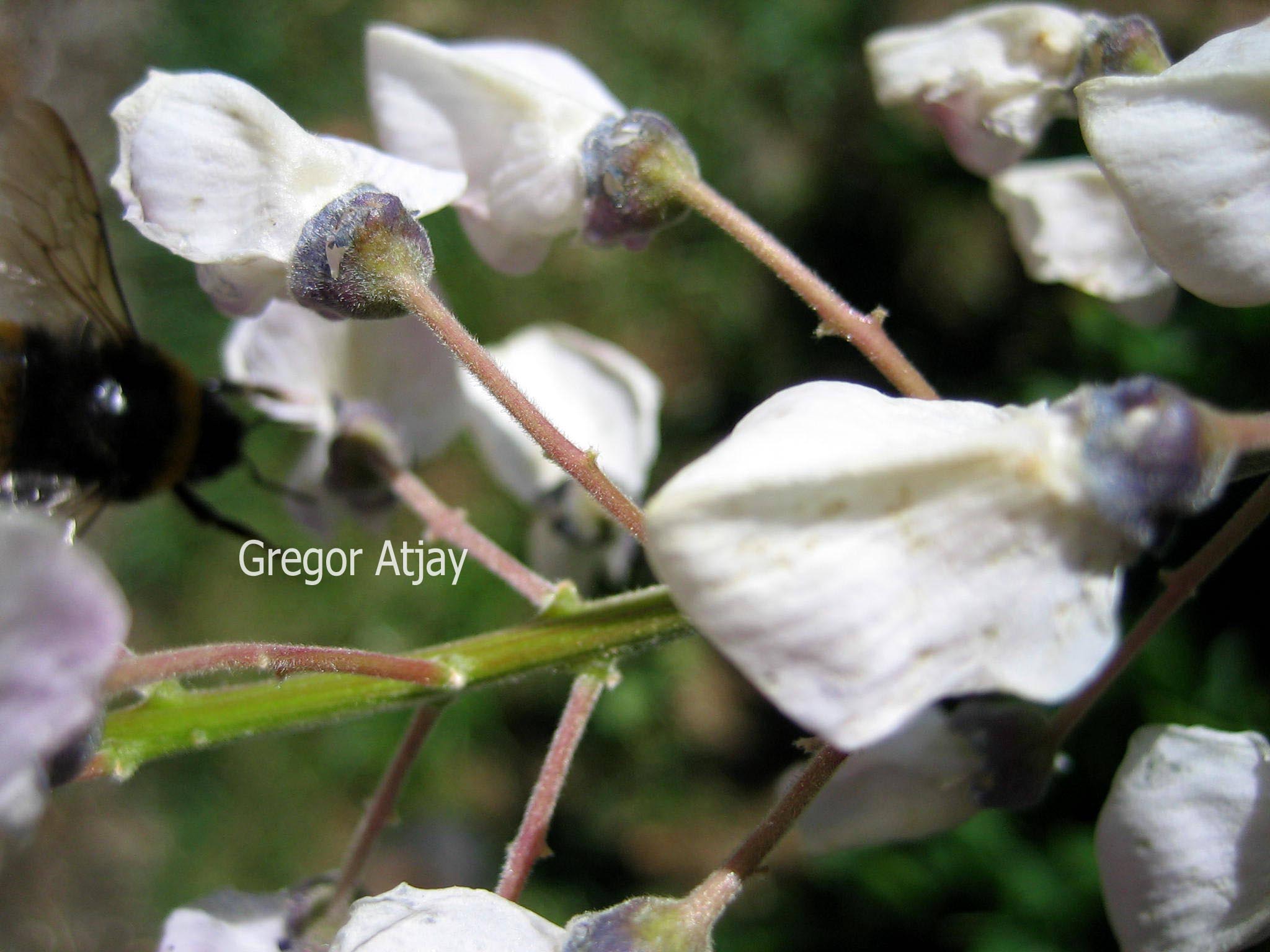 Wisteria 'Lavender Lace'