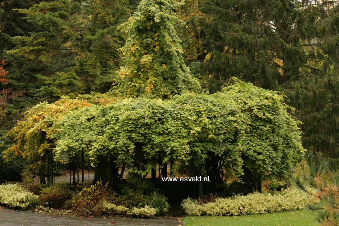 Wisteria brachybotrys 'Shiro-kapitan'