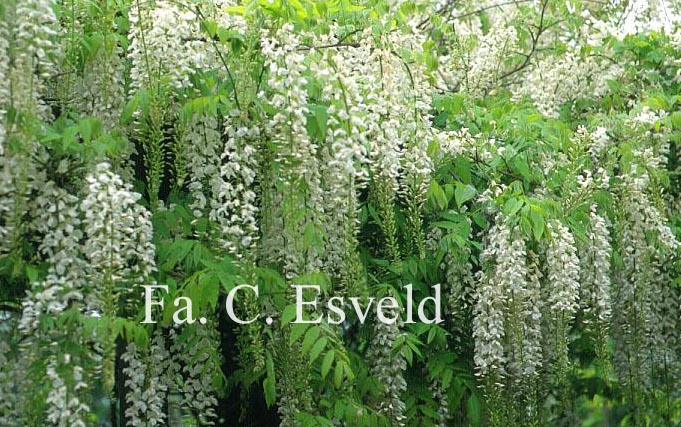 Wisteria floribunda 'Kuchi-beni'