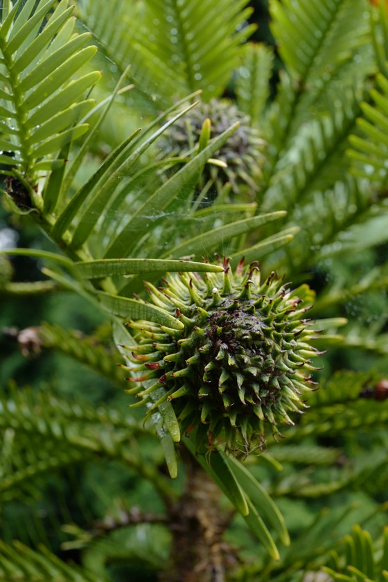 Wollemia nobilis