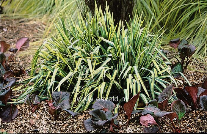 Yucca filamentosa 'Variegata'