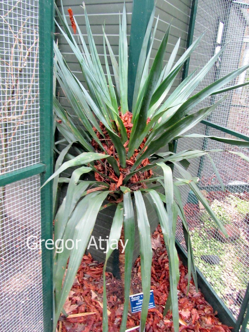 Yucca flaccida