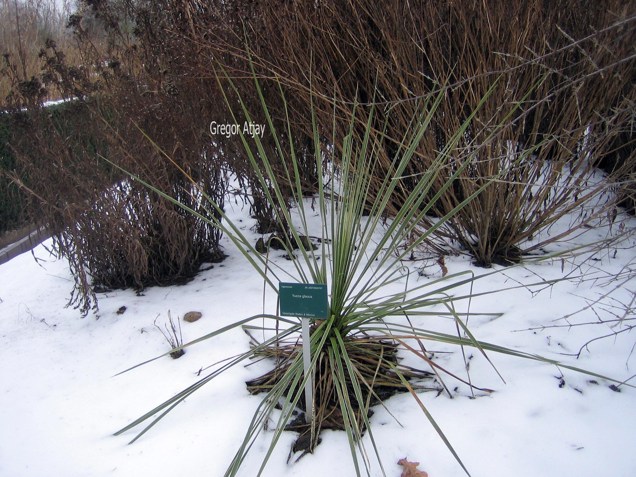 Yucca glauca