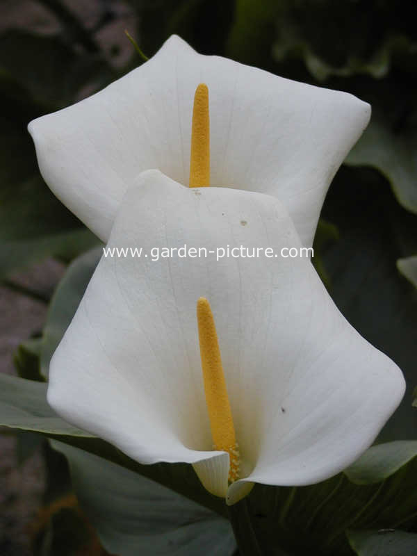 Zantedeschia aethiopica