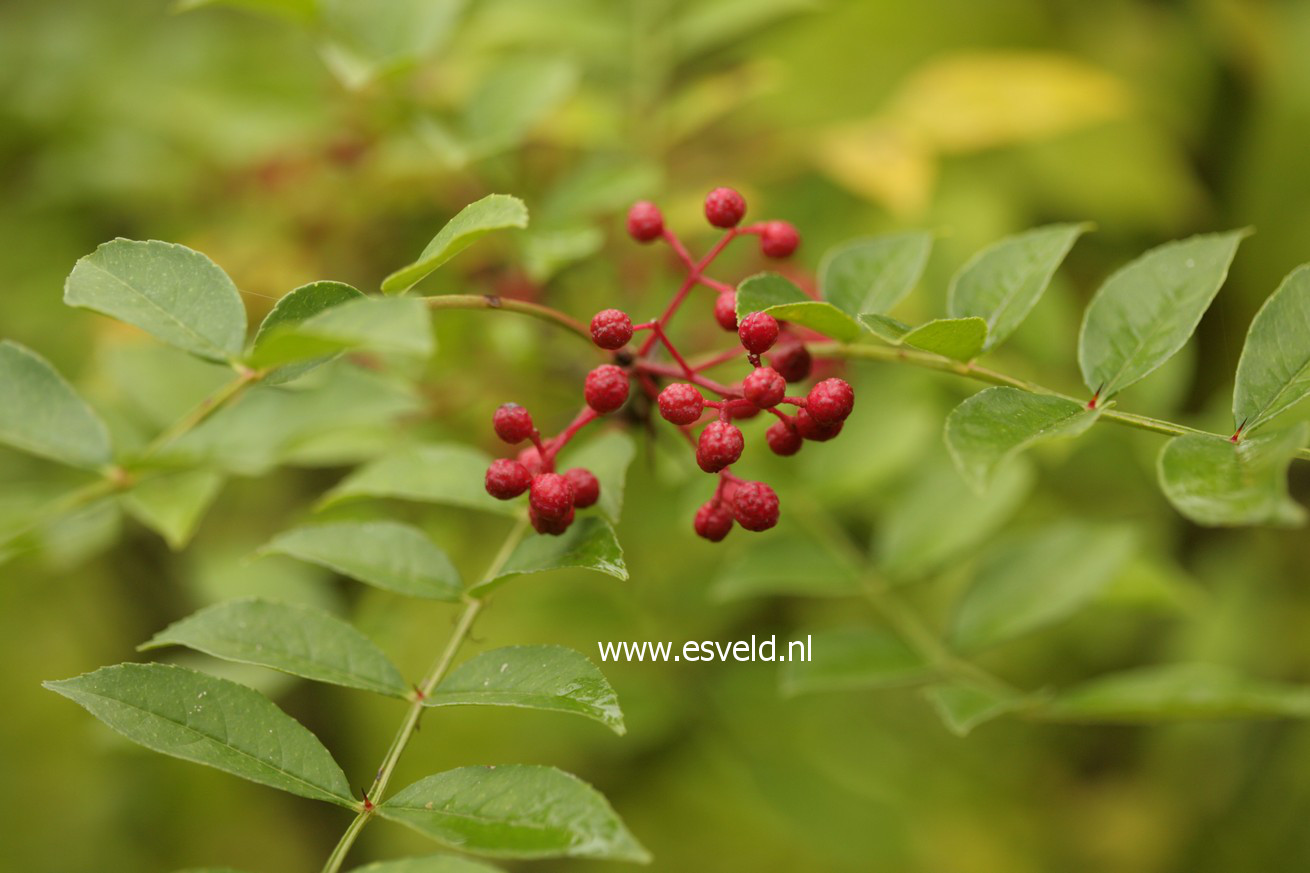 Zanthoxylum giraldii