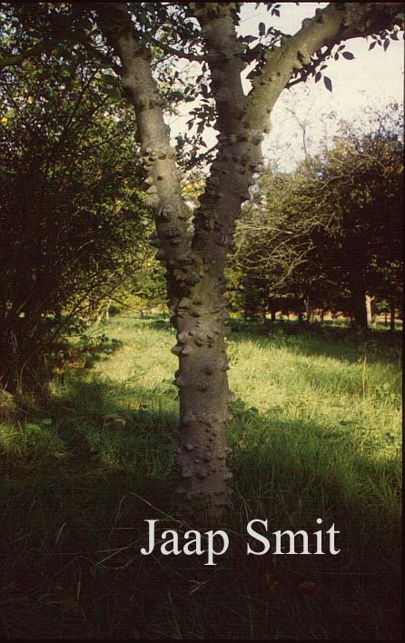 Zanthoxylum simulans