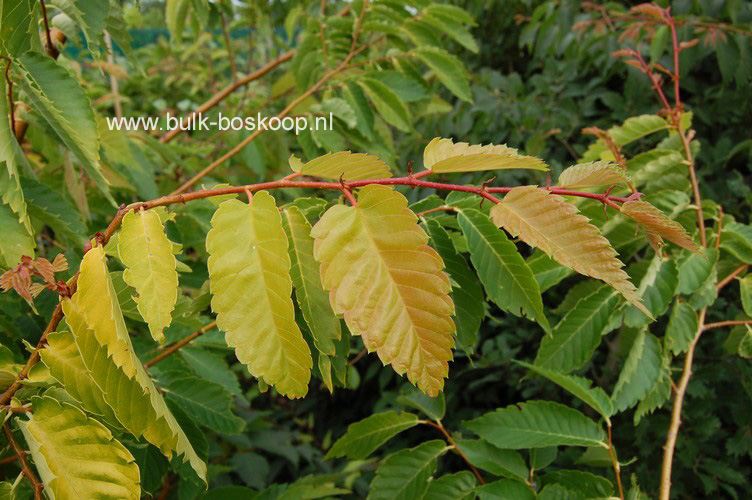 Zelkova serrata 'Ogon' (BRIGHT PARK)