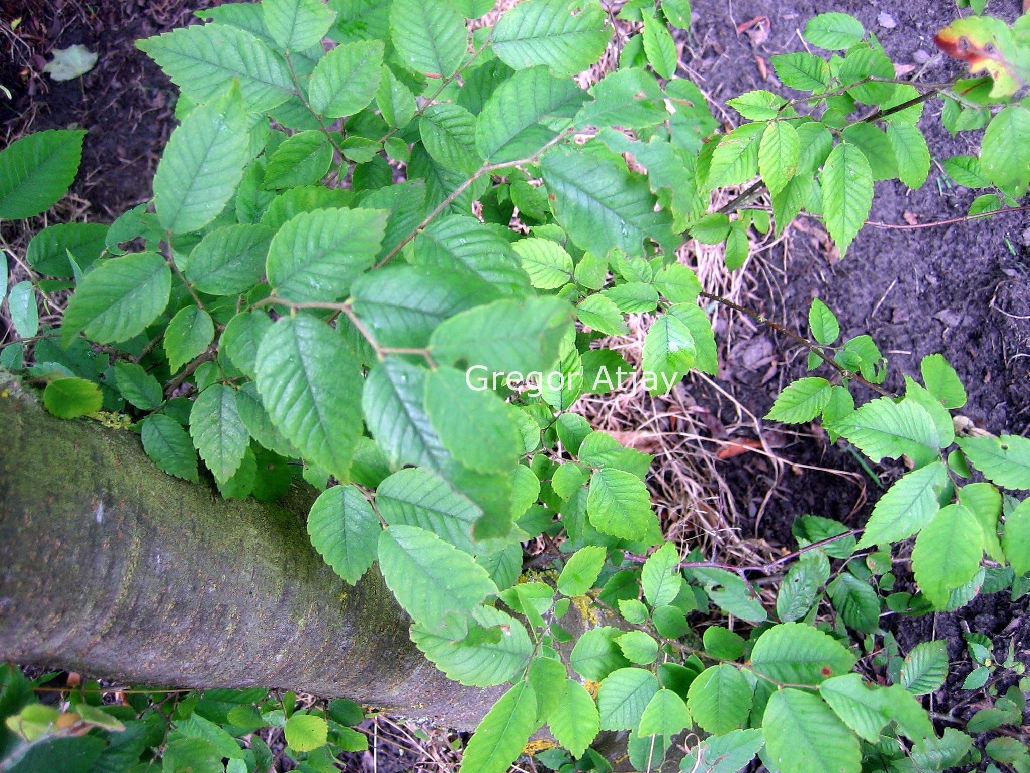 Zelkova sinica
