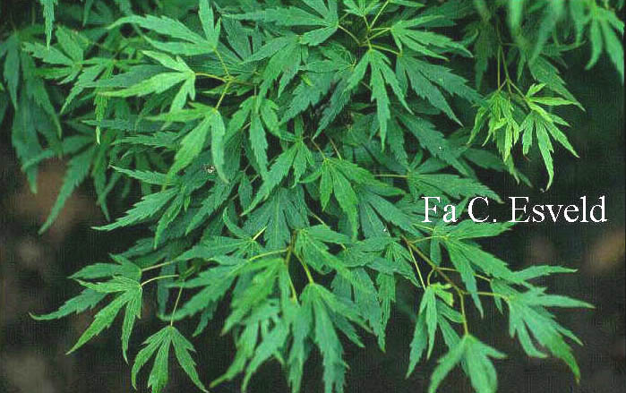 Acer palmatum 'Ryoku ryu'