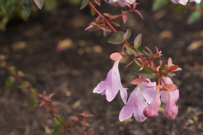Abelia 'Lynn' (PINKY BELLS)