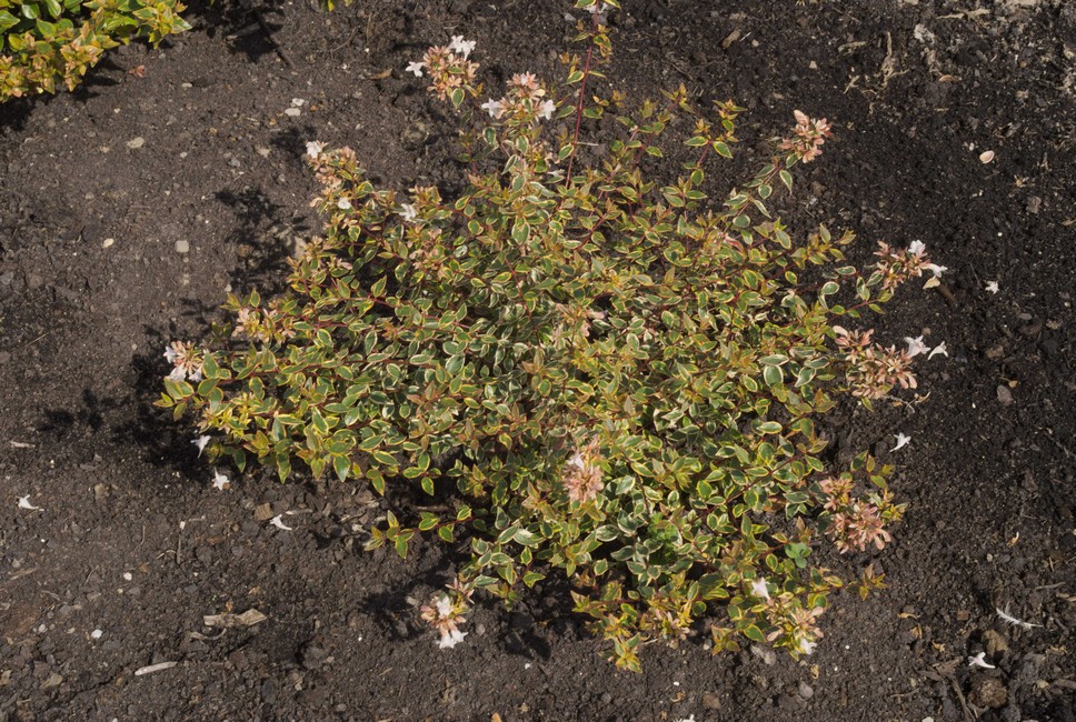 Abelia grandiflora 'Abelops' (SUNSHINE DAYDREAM)