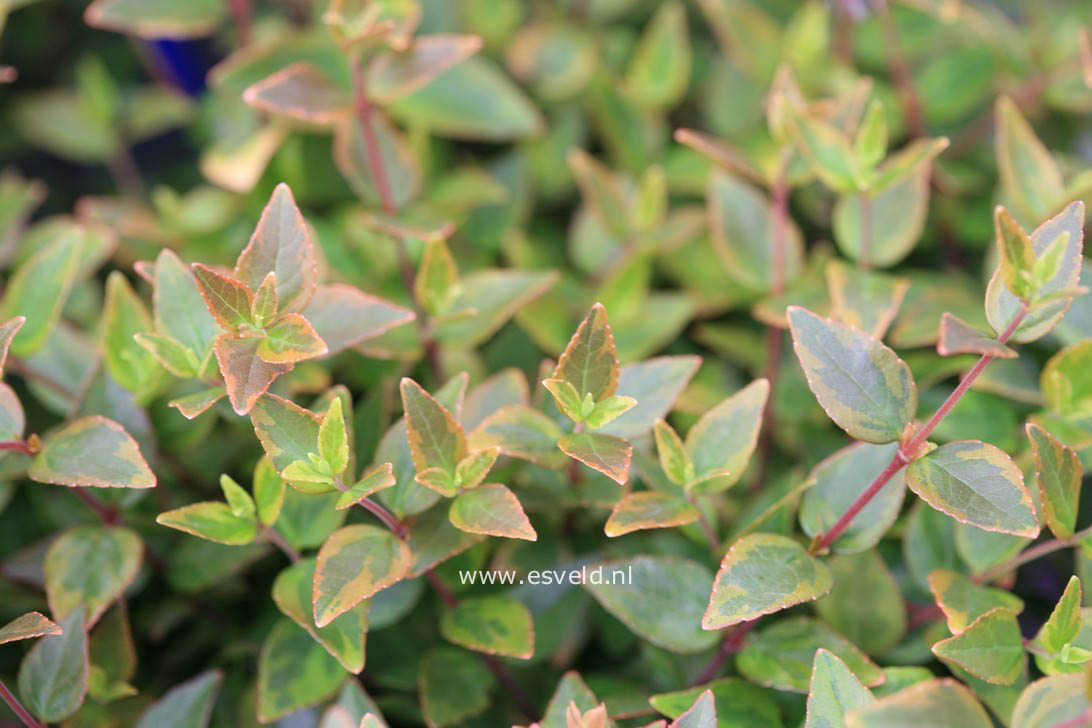 Abelia grandiflora 'Abelops02' (MYSTIC DAYDREAM)
