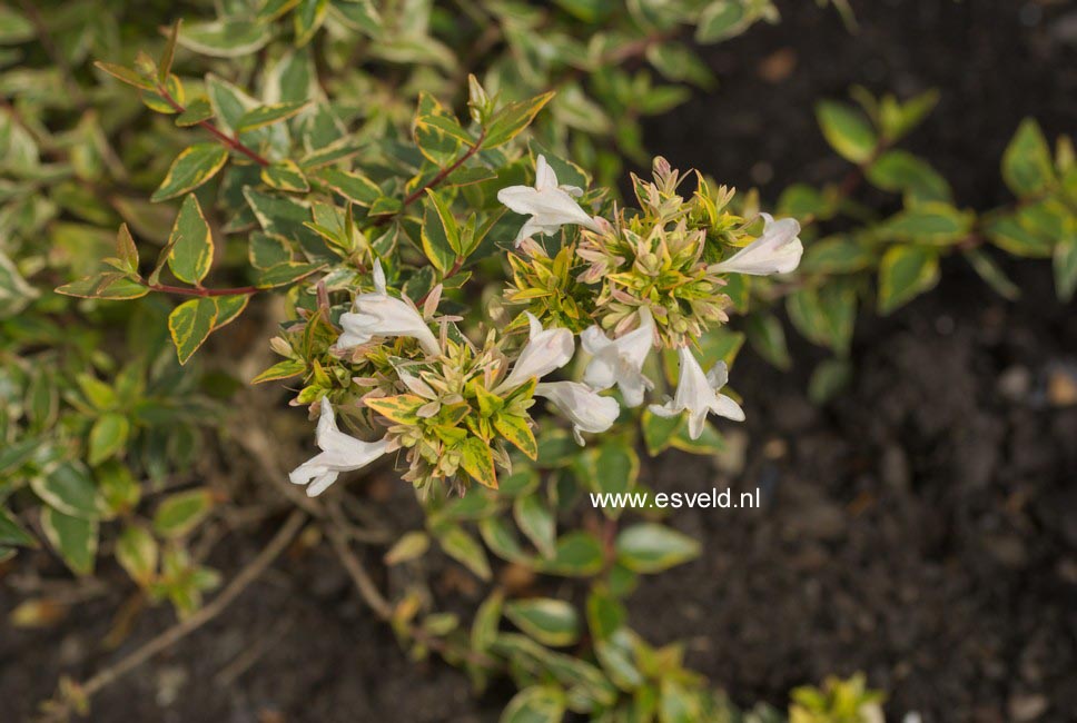 Abelia grandiflora 'Happy Daydream'